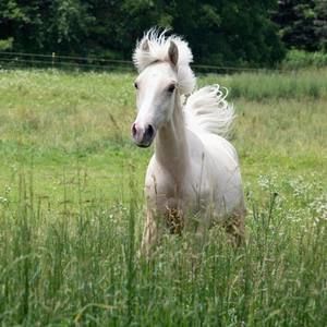 Meet your Posher, Karri